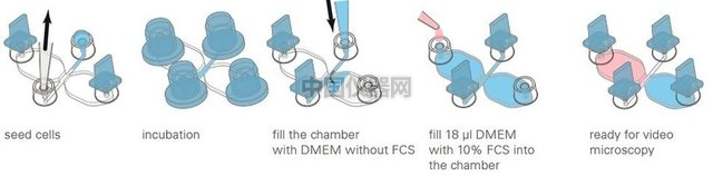 易必迪ibidi細胞趨化性試驗 u-Slide Chemotaxis 2D 圖3.png