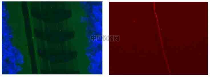 傷口愈合／細(xì)胞劃痕實(shí)驗(yàn)新方法－如何劃出筆直均一的劃痕