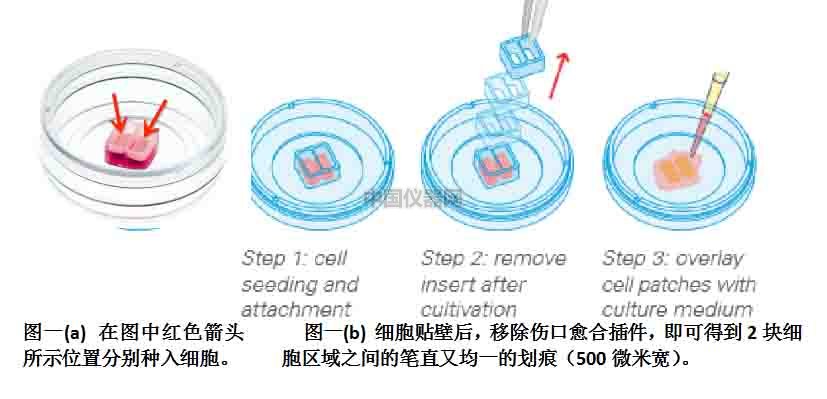 傷口愈合／細(xì)胞劃痕實(shí)驗(yàn)新方法－如何劃出筆直均一的劃痕