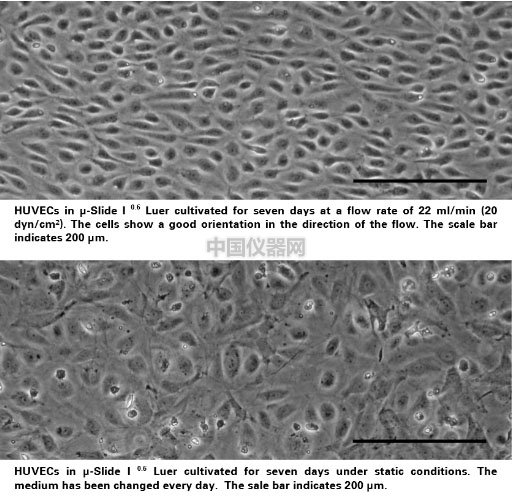流體剪切力實驗:流體環境下的HUVEC細胞培養,真實還原體內環境
