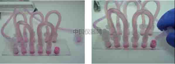 探討流體剪切力對細胞活動的影響--流體剪切力對細胞吸收人造細胞器的影響