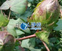 全自動樣品快速研磨儀研磨棉花籽實(shí)驗(yàn)