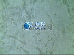 全自動樣品快速研磨儀研磨青霉菌提取線粒體實驗-上海凈信