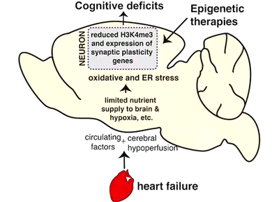 神經(jīng)元組織