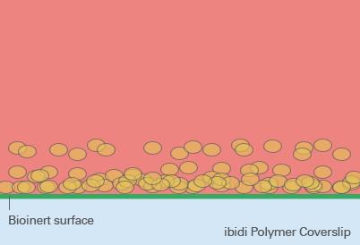 生物惰性腔室載玻片